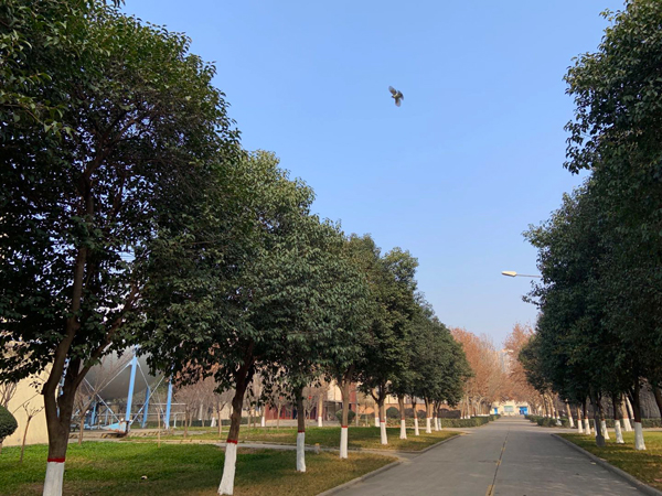 1581827429239061.jpeg 飛鳥.jpg