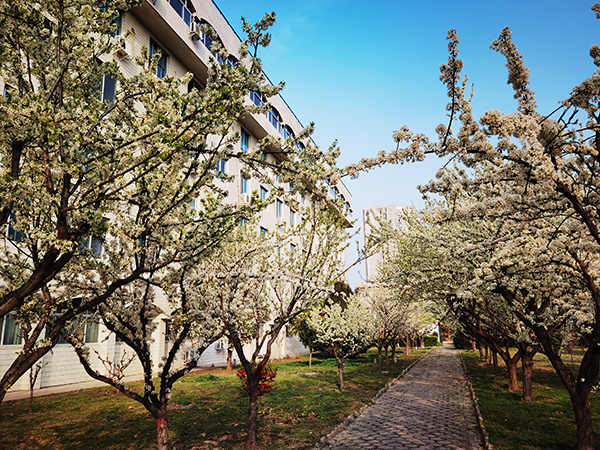 1615952408379066.jpeg 渭化美景——梨花.jpg